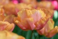 Semi-double tulip Tulipa Astronaut Andre Kuipers, orange-red flowers